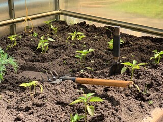 Bell pepper seedlings grow in the ground.