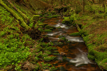 Skrivan color creek in Krusne mountains in spring morning after rain