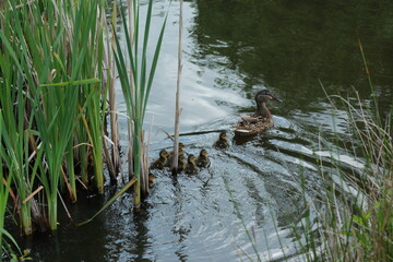  Canard colvert et ses cannetons
