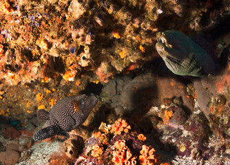 Dangerous predatory moray on coral reef.