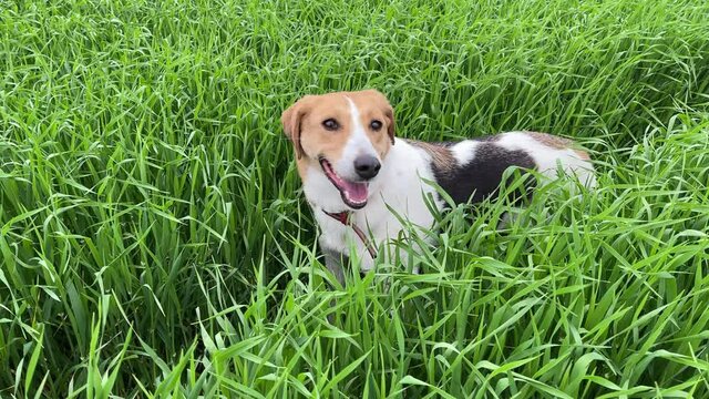 4k Dog looking around and searching something.