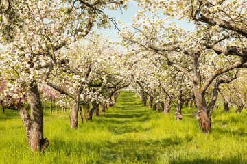 Obraz na płótnie Canvas Apple tree orchard in full blossom
