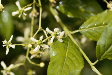 Obraz premium Flowers of a European spindle, Euonymus europaeus