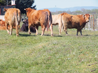 Vaca