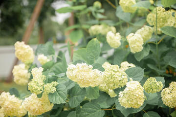 white hydrangea flower in the garden