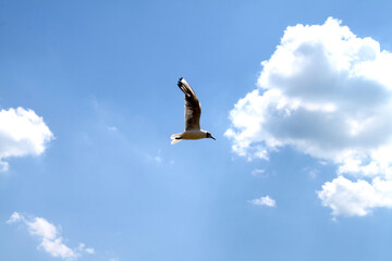 bird in the sky