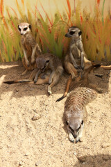 meerkat on the lookout