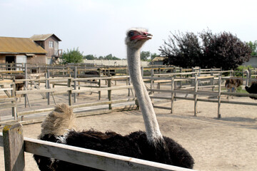 ostrich on the farm