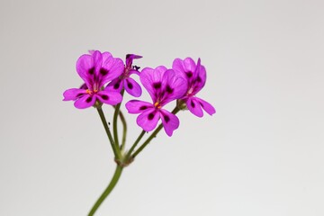 Fototapeta na wymiar Flower of Pelargonium magenteum