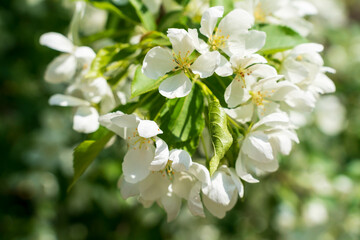 The spring blooming apple tree. Selective focus