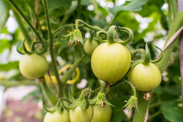Green tomatoes ripen on a branch. Selective focus