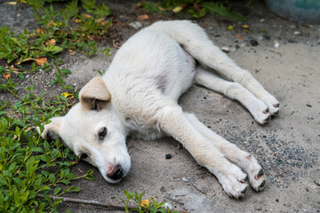 Sad puppy lying on the ground