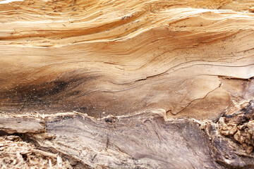 A piece of natural pine wood chipping