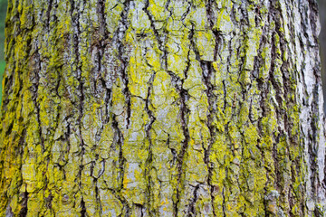 pine bark covered with pine pollen of light green color