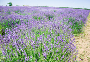 Obraz premium Blooming lavender in a field on a sunny day.