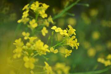 yellow wildflowers. macro photo of plants