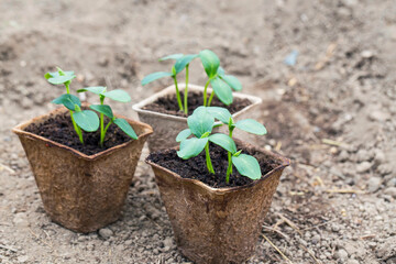 Cucumber Seedlings Closeup. Cultivation In Ground Indoors/Greenhouse. New Sprouts With Leaves From Earth.