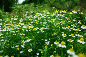 Floral background with medicinal chamomile in the meadow