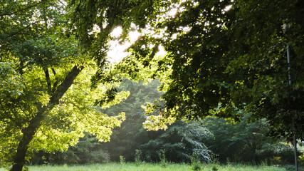animal, background, beautiful, beauty, brown, bumpy texture, butterfly, changing, closeup, curved shapes, define, environment, fall, fauna, find, forest, forest fungus, fungus, green, ground, macro, m