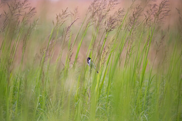 Male reed bunting in summer green meadow