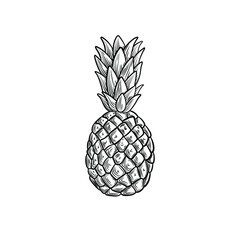 Vector pineapple illustration, black and white drawing, engraving style fruit isolated on white background.
