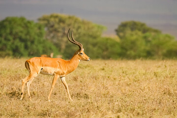 Naklejka na ściany i meble Impala Gazelle Aepyceros Melampus au Kenya