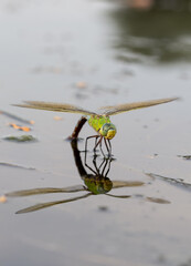 Green yellow dragonfly in river sunset summer