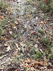 autumn leaves on the ground and water