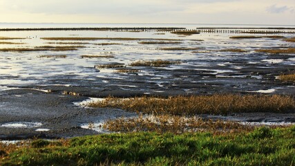 Tidal marsh land reclamation in The Wadden Sea National Park, Southern Jutland, Denmark ( Vadehavet...