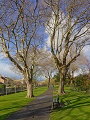 Obraz premium Lane through a city park with bare oak trees, lawn and benches in Dublin