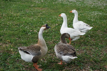 Bunches of gooses walking on the grass