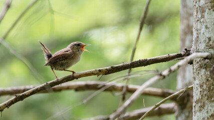bird, ast, natur, robin, wild lebende tiere, tier, baum, schnabel,