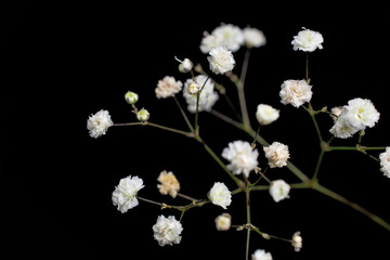 Macro close up of fresh white flowers  on  black  background