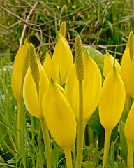 Bright yellow western skunk cabbage flowers, selective focus