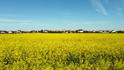 Obraz premium Flying over the rapeseed field during rapeseed flowers blooming