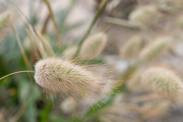 Close-up of typical Atlantic seaside vegetation in sand