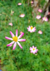 pink Cosmos Sulphureus flower