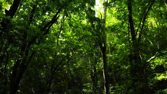 Green sunny forest landscape. Tall trees with green branches with sunlight. Bilar Man-Made Forest. Bohol, Philippines.