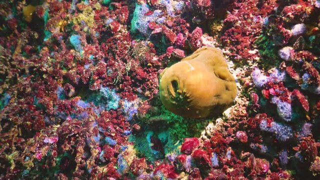 Sea sponges in the fouling of pitfalls. Black Sea