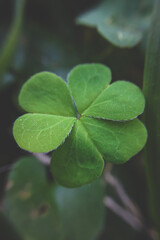 close up of green clover leaves - macro