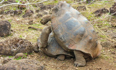Land tortoise fertilization process on San Christobal Island, Galapagos, Ecuador