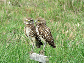 The Burrowing Owl (Athene cunicularia floridana), in Cape Coral, Florida