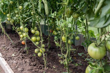 Bunches of organic unripe green tomato in greenhouse. Homegrown, gardening and agriculture concept. Eco food.