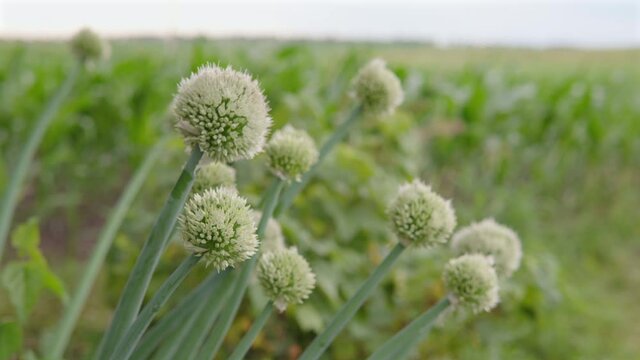 Close up of a flowering garlic, stalks and garlic flowers on a farm.