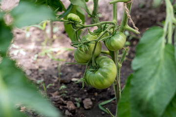 Bunch of organic unripe green tomato in greenhouse. Homegrown, gardening and agriculture concept. Eco food.