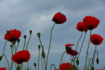 Obraz premium Mohnblumen