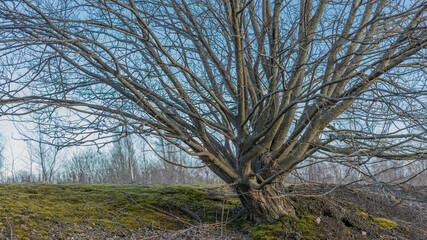 trees in the forest with no leaves