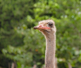 Ostriches in southern ecuador, South America