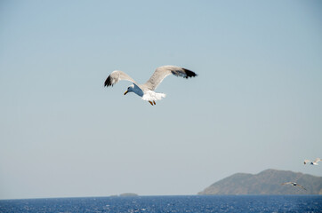 a large seagull soars above the water