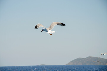 Fototapeta na wymiar a large seagull soars above the water